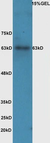 IL1RA (phospho-Tyr496) antibody